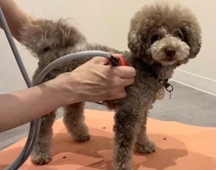 愛犬のケアの様子