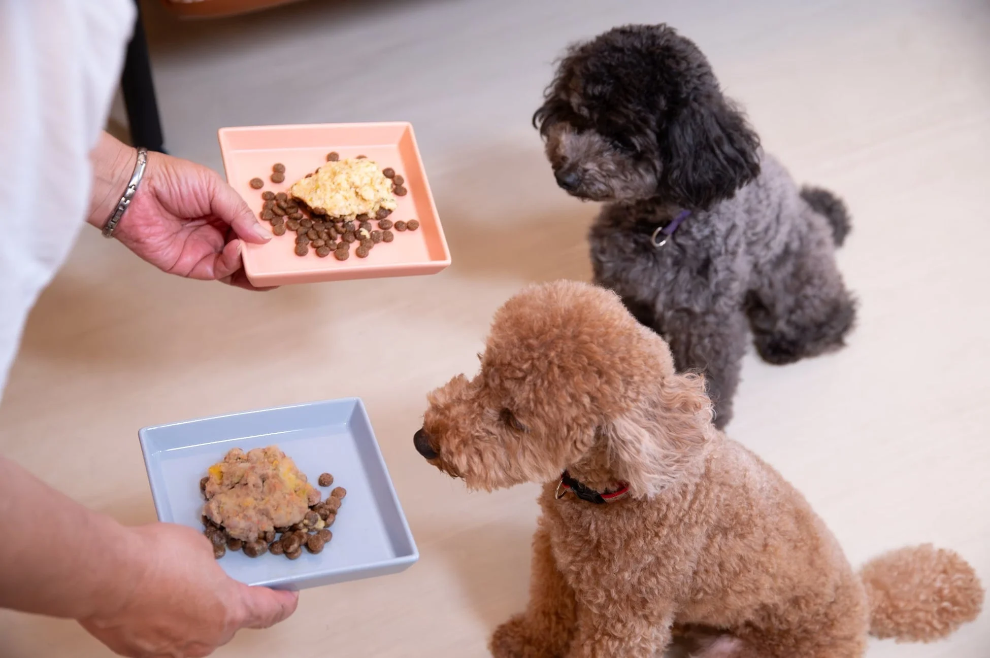 飼い主が2匹のトイプードルに食事を与えようとしている場面。
