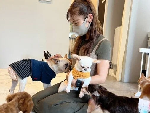 女性と複数の犬が触れ合う様子