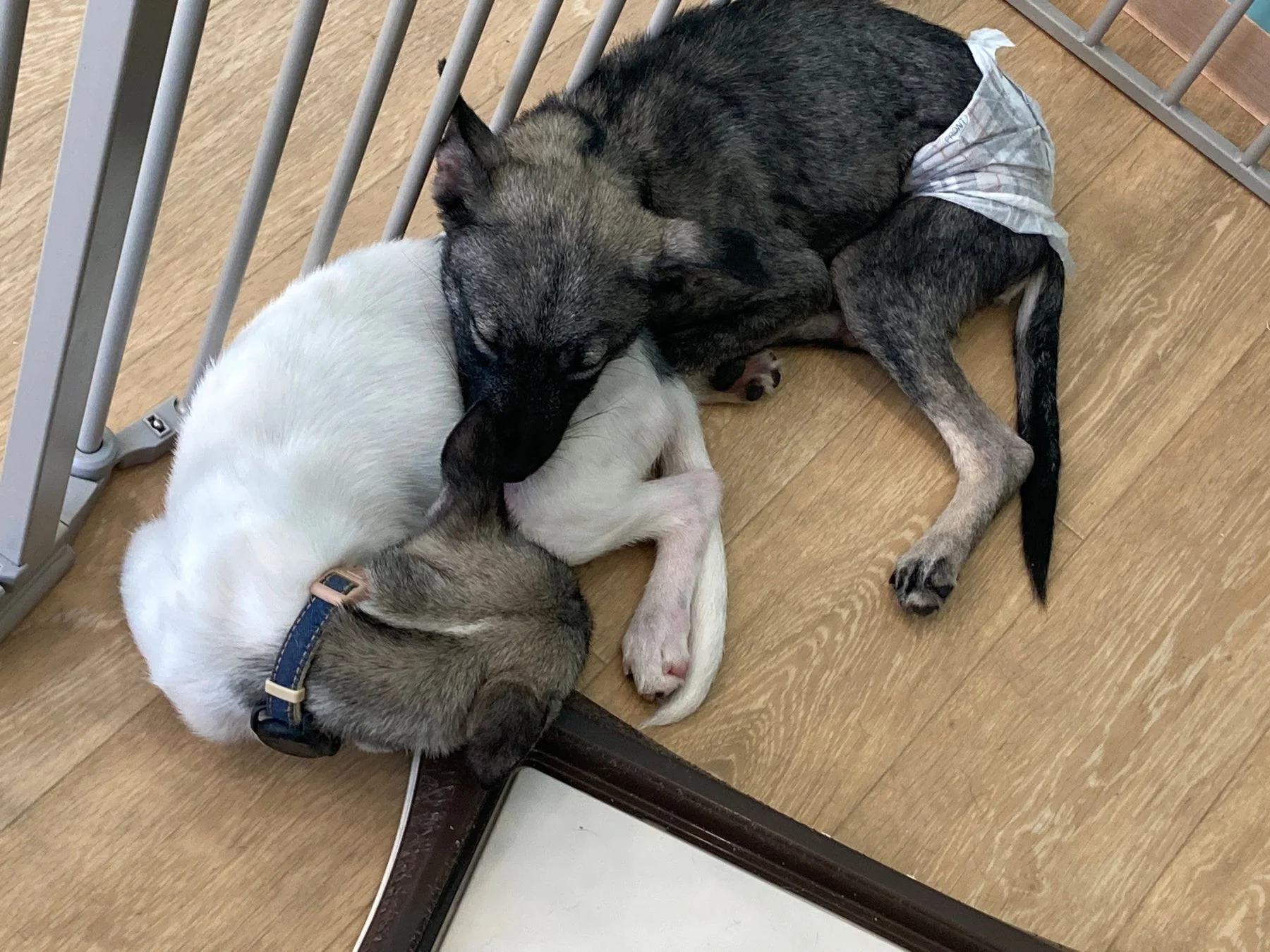 寄り添って眠る子犬たち