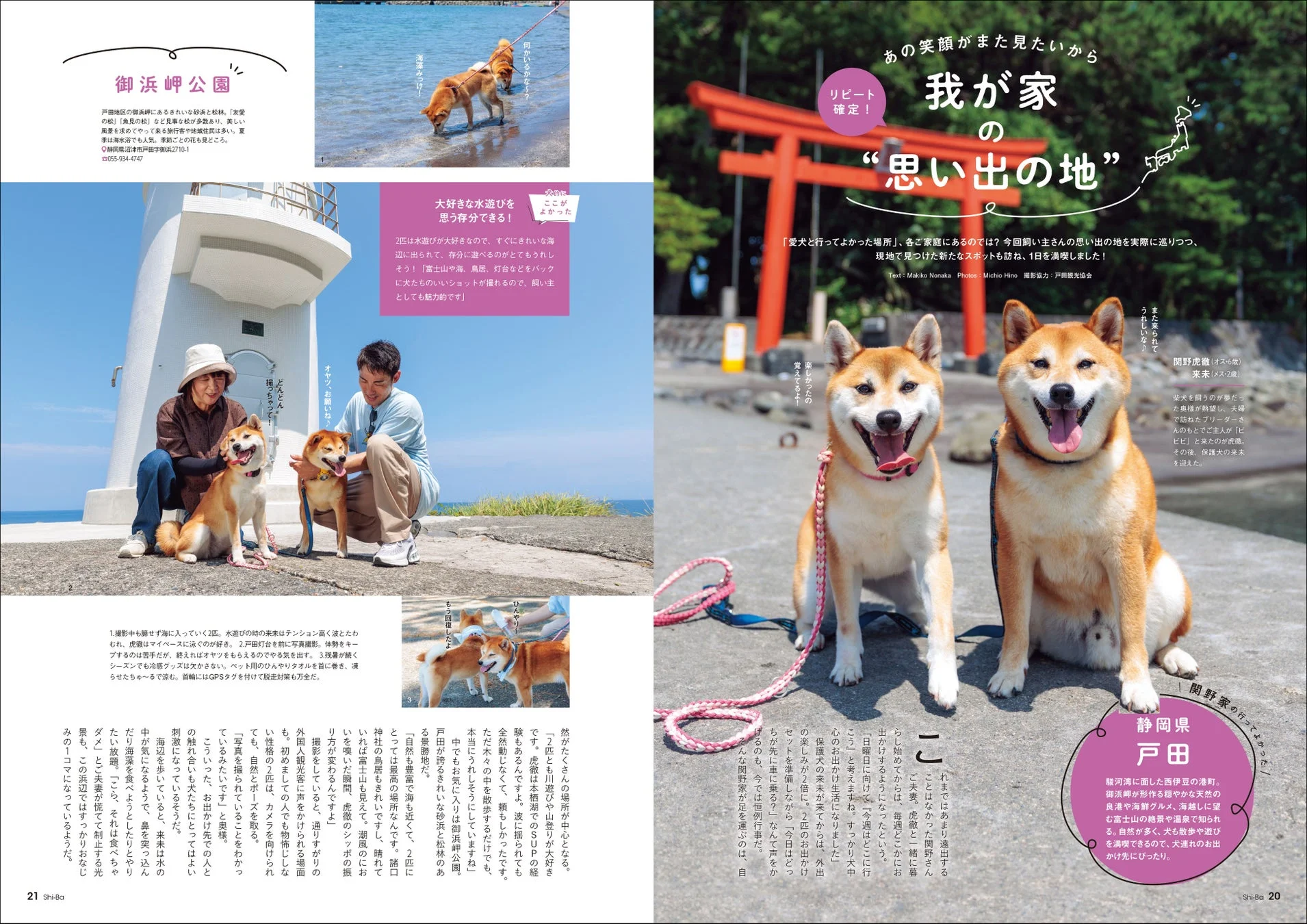 柴犬と飼い主が思い出の地で楽しむ様子