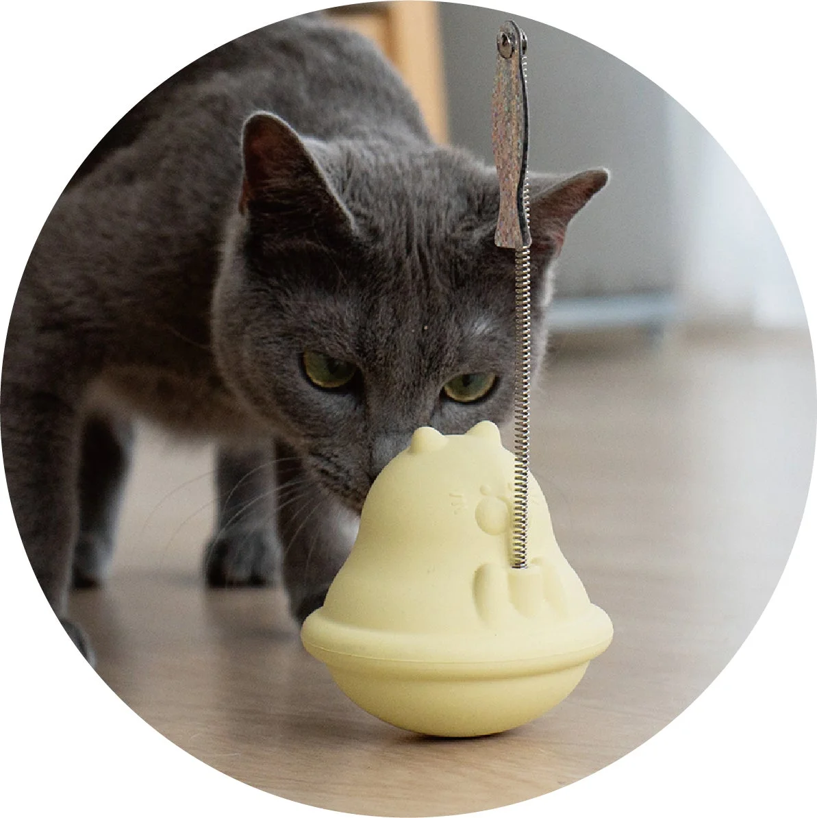 灰色の猫が、床に置かれた黄色い猫型のおきあがりこぼしのおもちゃに集中している様子