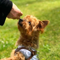 淡路島で愛犬と贅沢な旅を！専用ディナー、ドッグラン、ミニプール完備のグランピング施設が登場