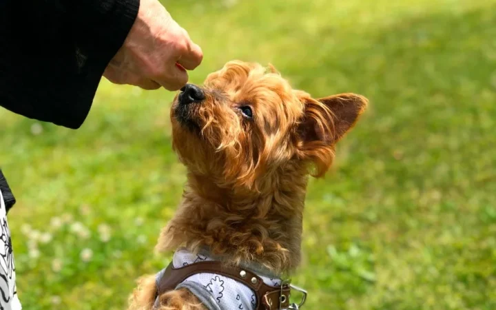 淡路島で愛犬と贅沢な旅を！専用ディナー、ドッグラン、ミニプール完備のグランピング施設が登場