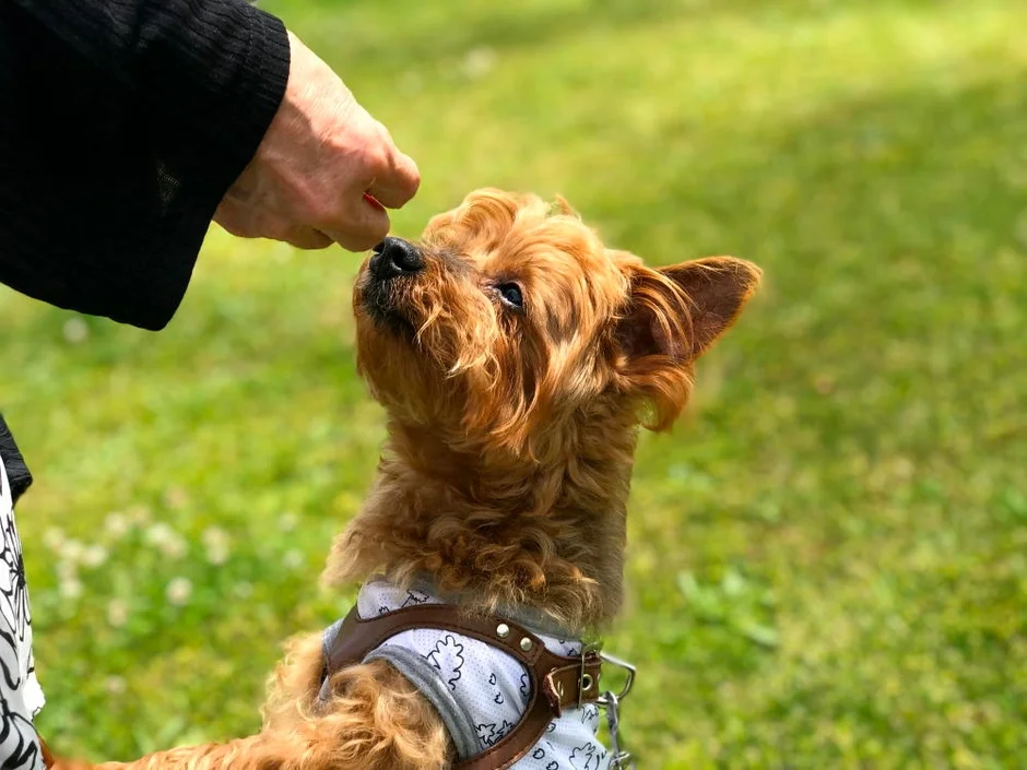 淡路島で愛犬と贅沢な旅を！専用ディナー、ドッグラン、ミニプール完備のグランピング施設が登場