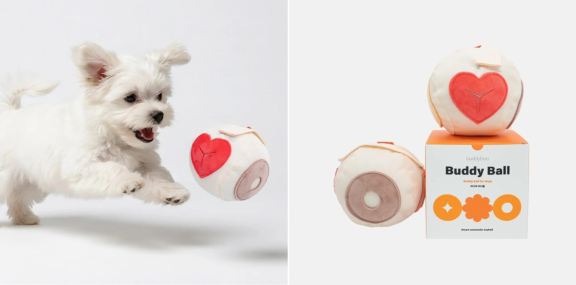 マルチーズの子犬とBuddyBall