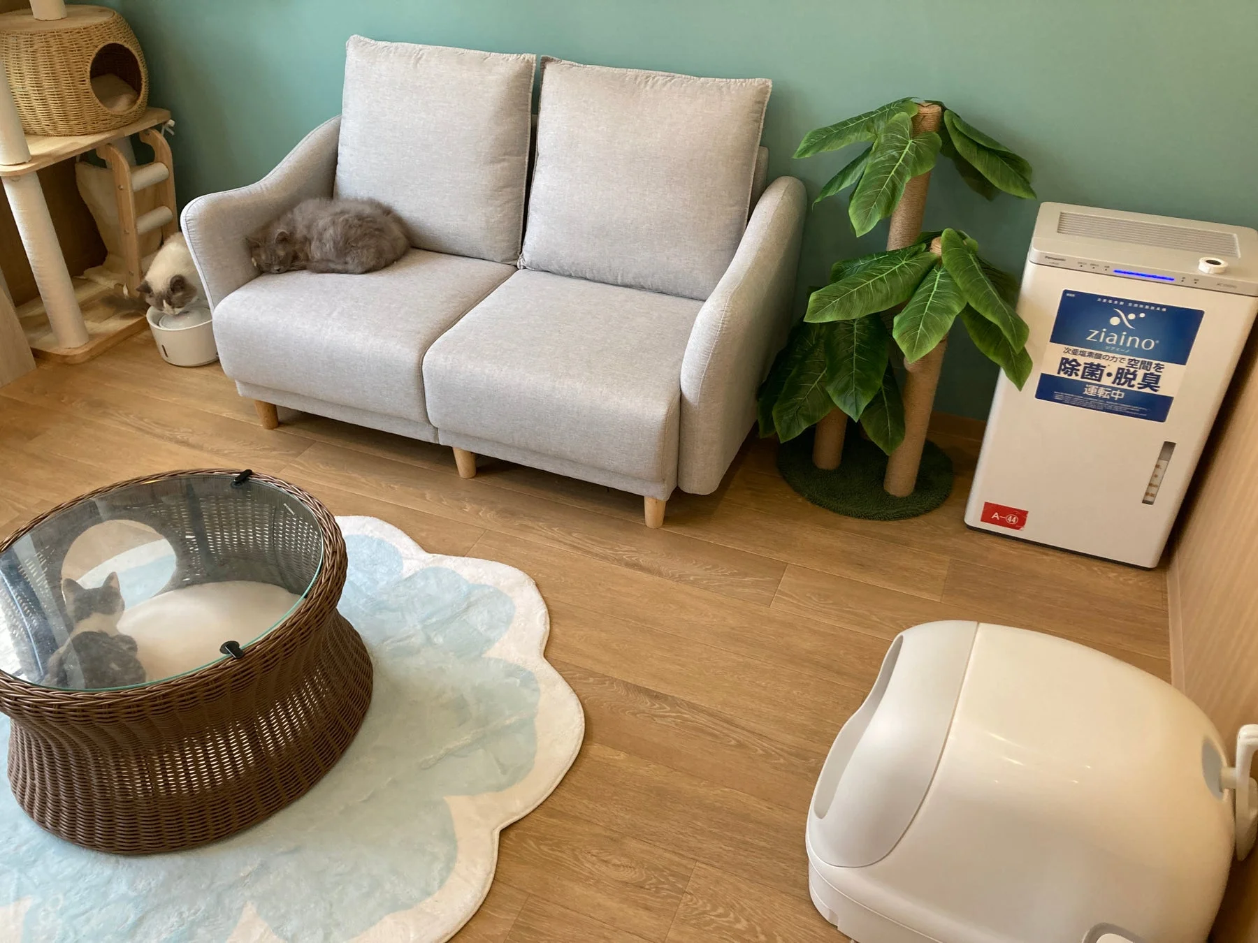 ソファでくつろぐ猫たちがいるリビング