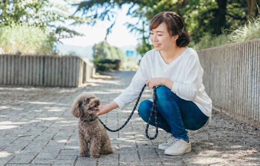 笑顔の女性がトイプードルを撫でる