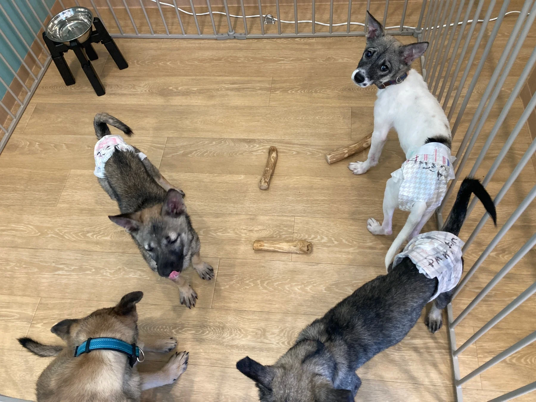 木製のサークルで遊ぶ子犬たち