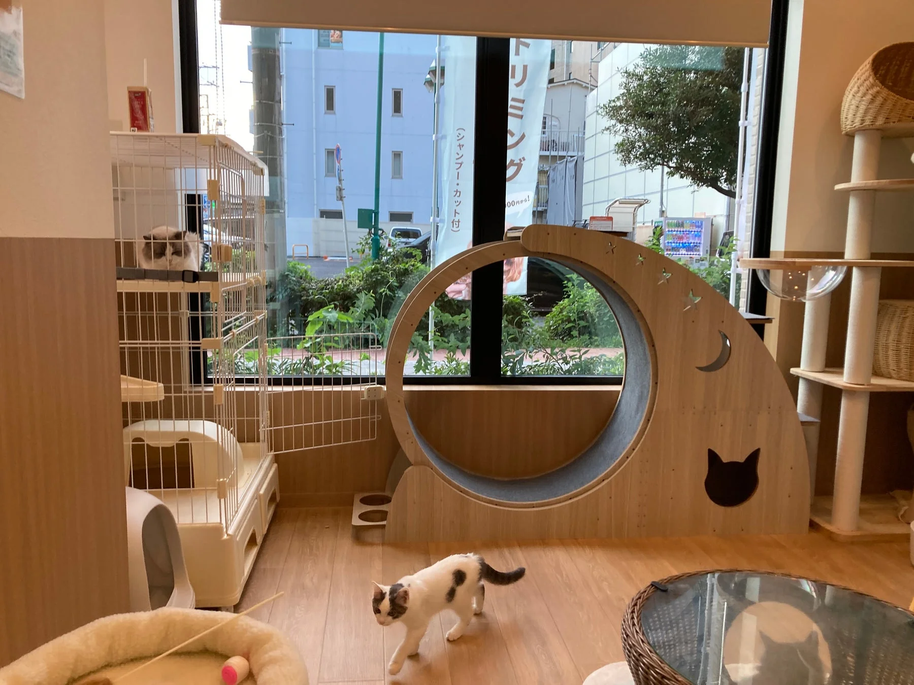 猫用遊具が置かれた明るい室内の子猫