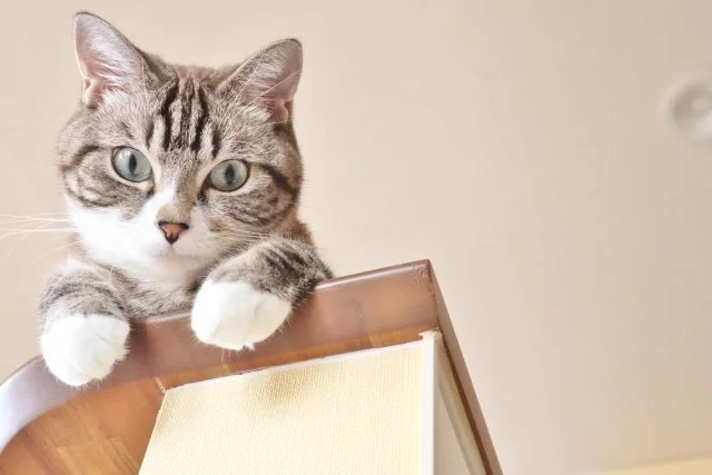 棚から顔を出す猫