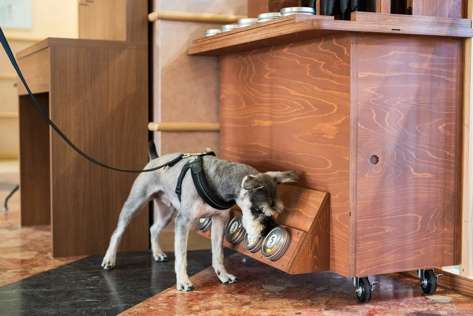 ハーネスをつけた犬が、木製の台に設置された金属製の缶を熱心に嗅いでいる様子。