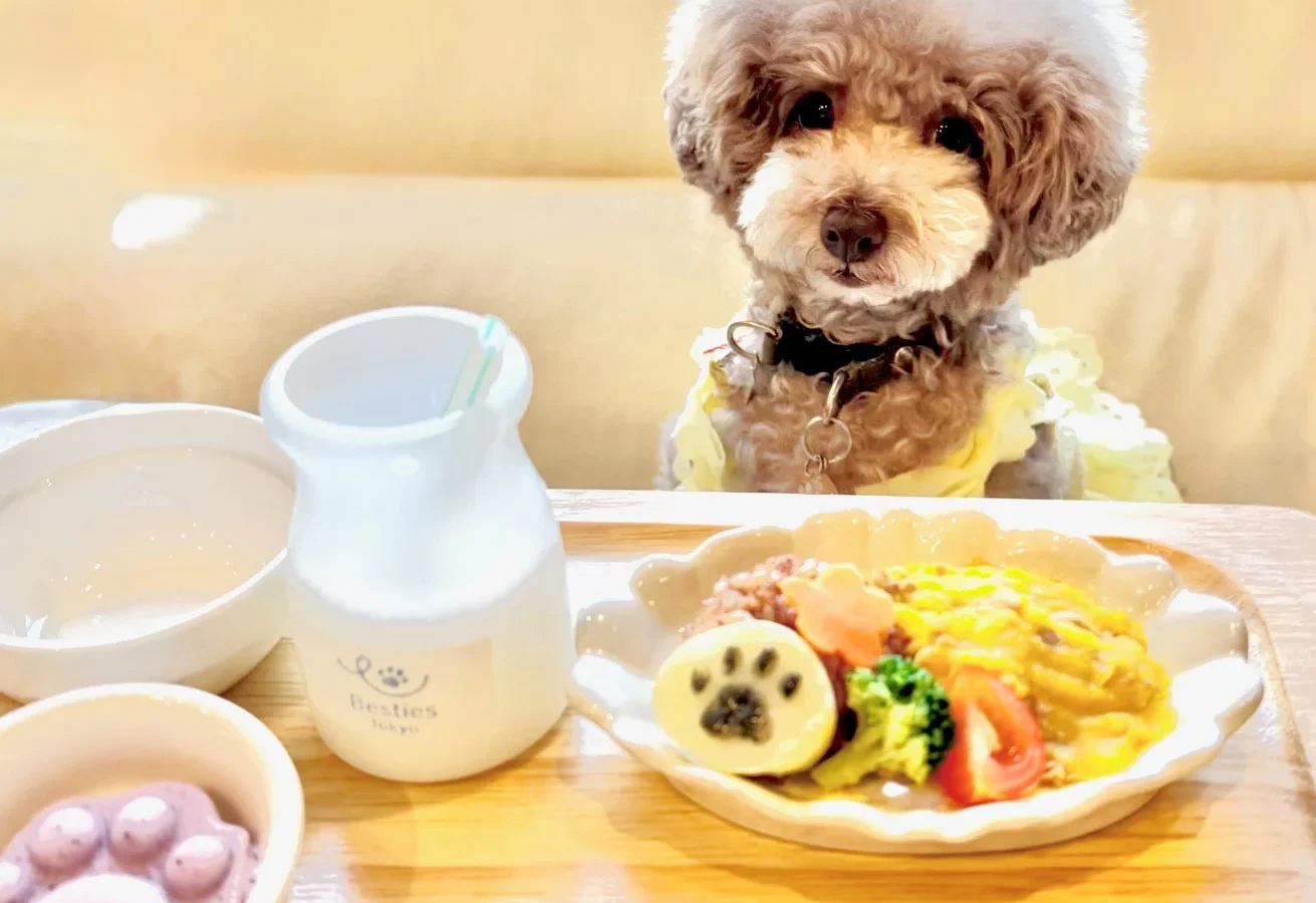 愛犬の熱中症を心配する飼い主91%！「わんことママの新小岩ベース」が夏バテ対策メニューと涼しい施設を提供開始