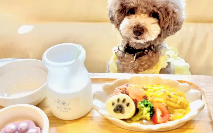 愛犬の熱中症を心配する飼い主91%！「わんことママの新小岩ベース」が夏バテ対策メニューと涼しい施設を提供開始