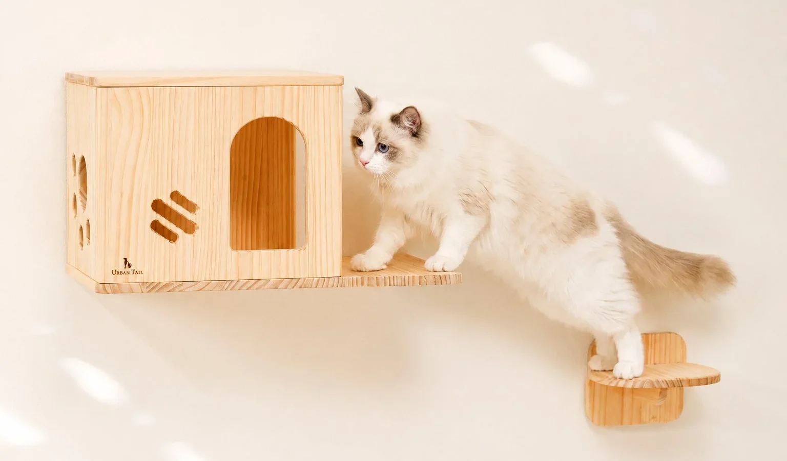 8月8日「世界猫の日」限定！PetFunが人気猫用品12%OFFクーポンキャンペーンを開催