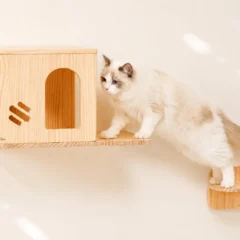8月8日「世界猫の日」限定！PetFunが人気猫用品12%OFFクーポンキャンペーンを開催