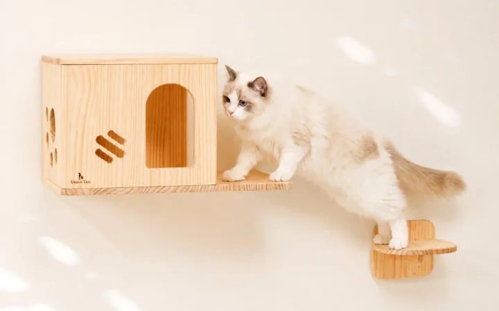 8月8日「世界猫の日」限定！PetFunが人気猫用品12%OFFクーポンキャンペーンを開催
