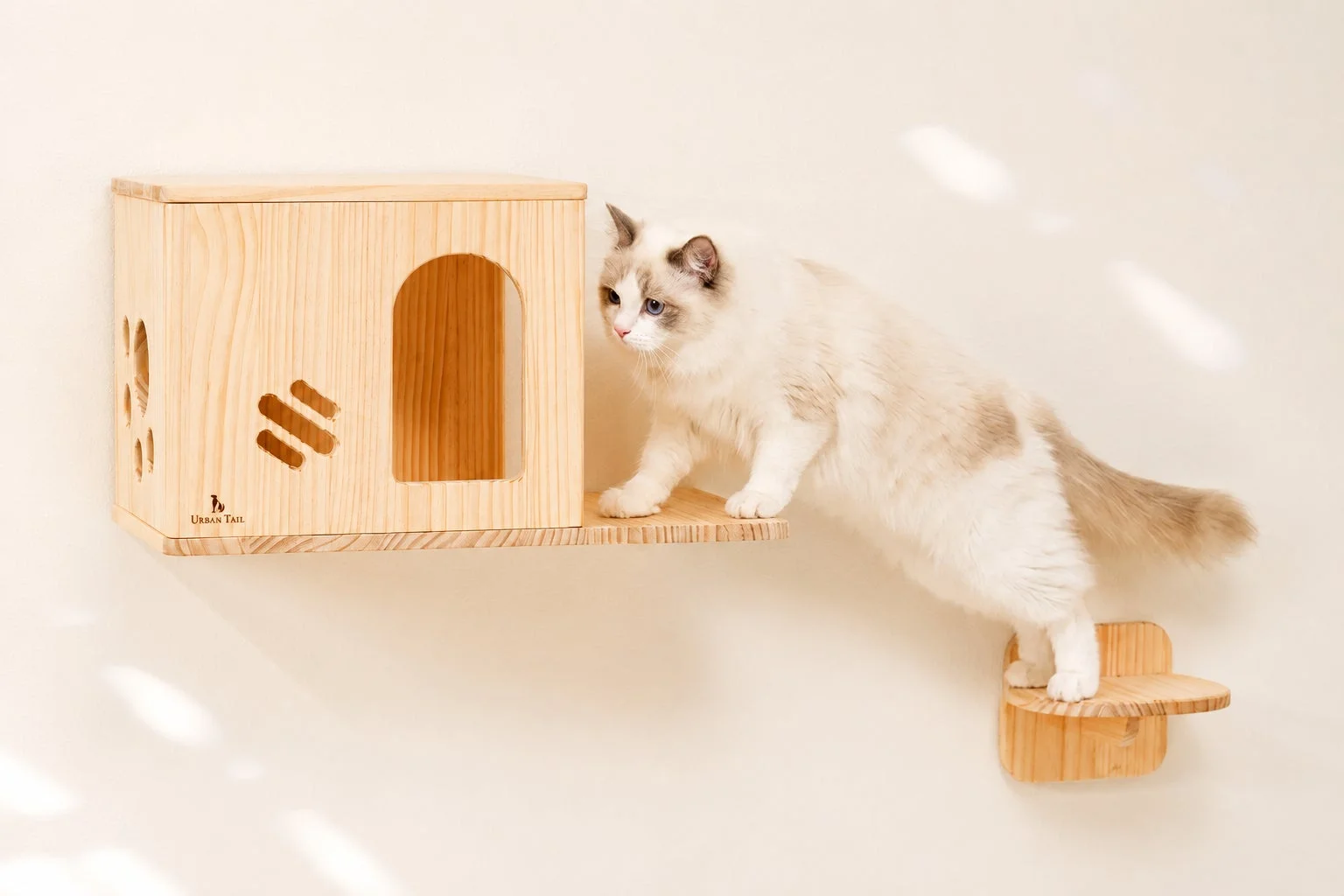 壁に取り付けられた木製のキャットハウスとステップで遊ぶラグドール猫