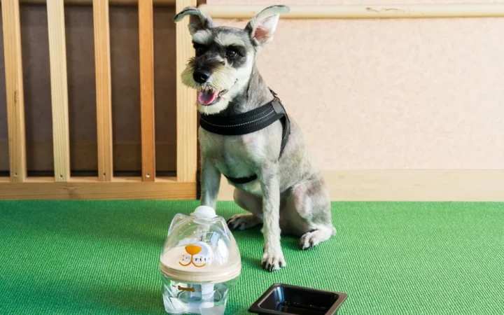 愛犬の健康に配慮した新サービス始動！「くにさき 森と海のドッグリゾート」全客室に犬用浄軟水器を導入