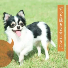 「健康いぬ生活」が「Pet博」に初出展！創業10周年記念、ECブランドが挑む“売らない”体験型ブース