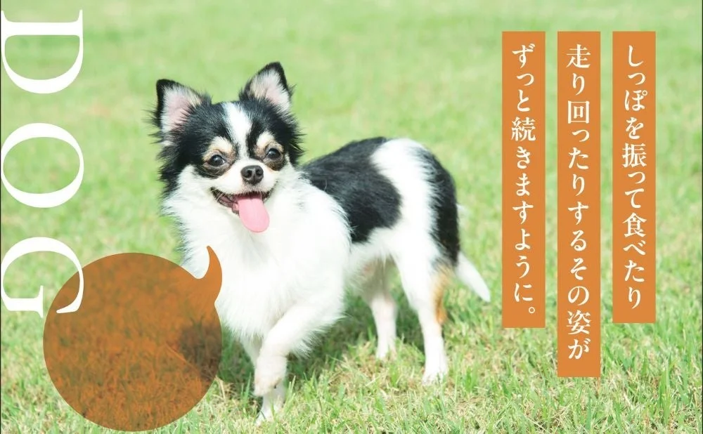 「健康いぬ生活」が「Pet博」に初出展！創業10周年記念、ECブランドが挑む“売らない”体験型ブース