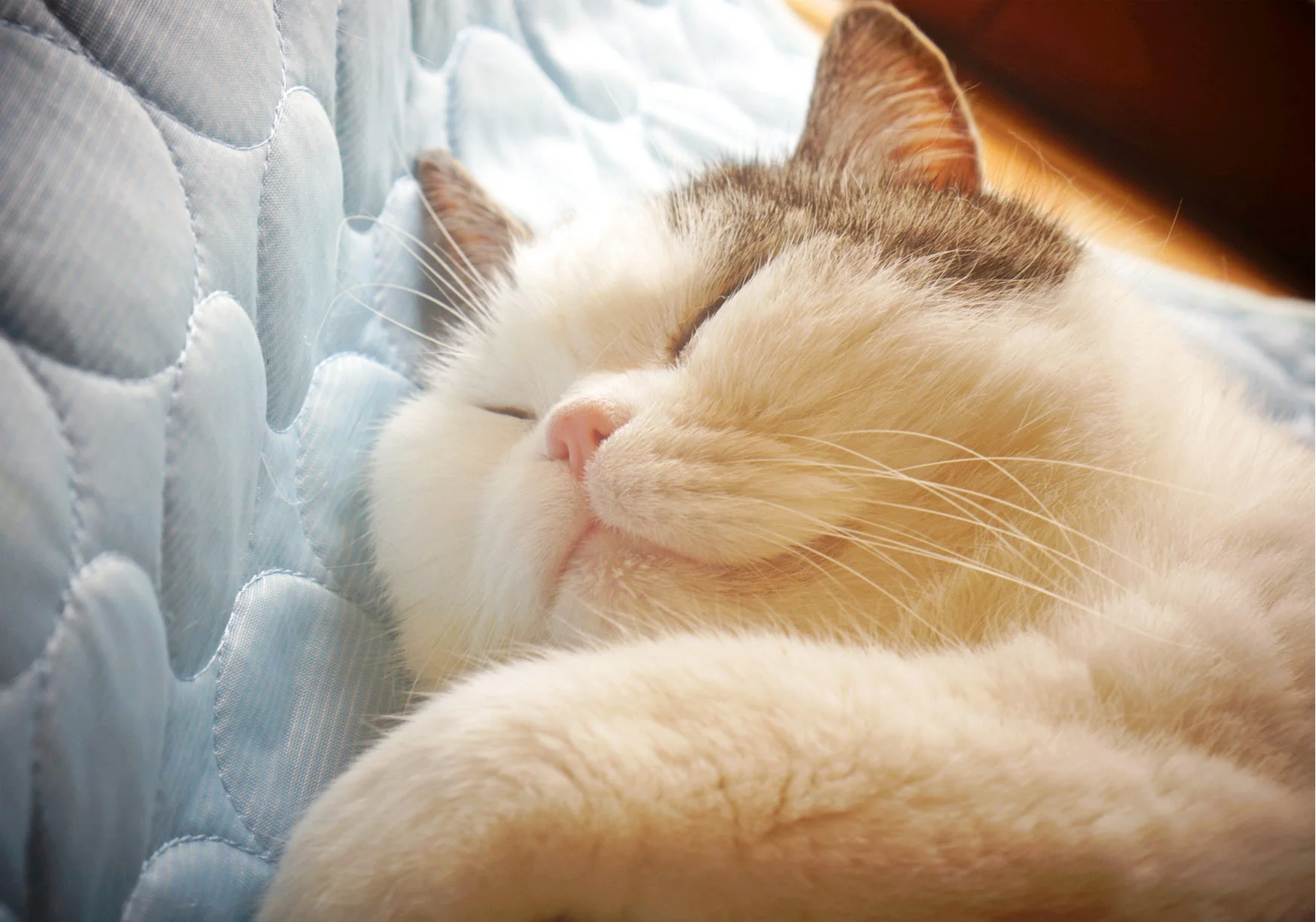 青いキルトの上で気持ちよさそうに眠っている猫