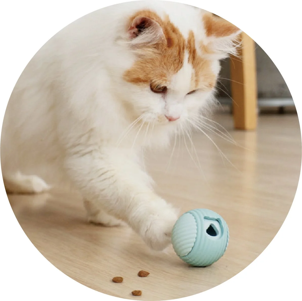 白と茶色の毛並みを持つ猫が、木製の床の上で水色の知育玩具と遊んでいる様子