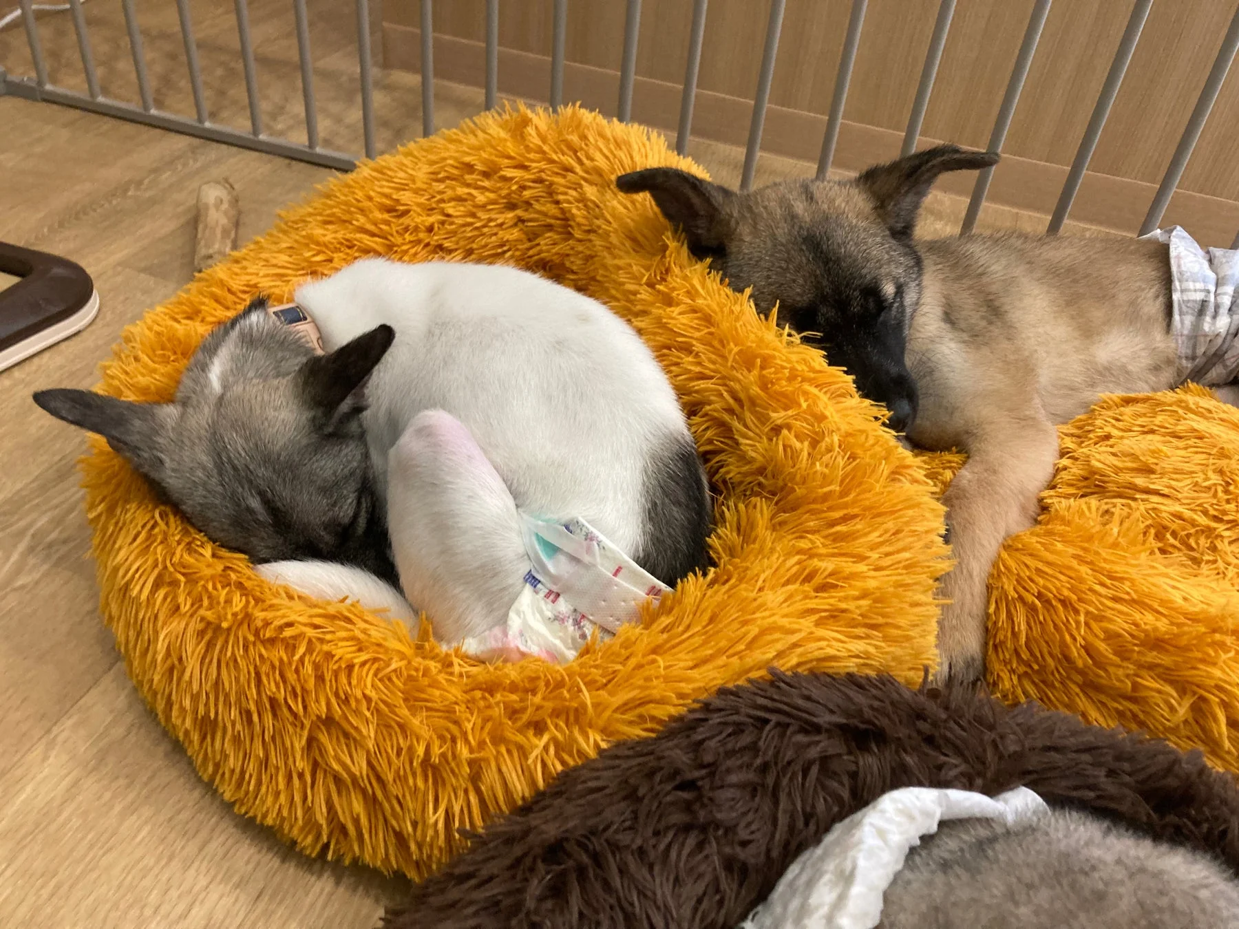 ふわふわのベッドで眠る子犬たち