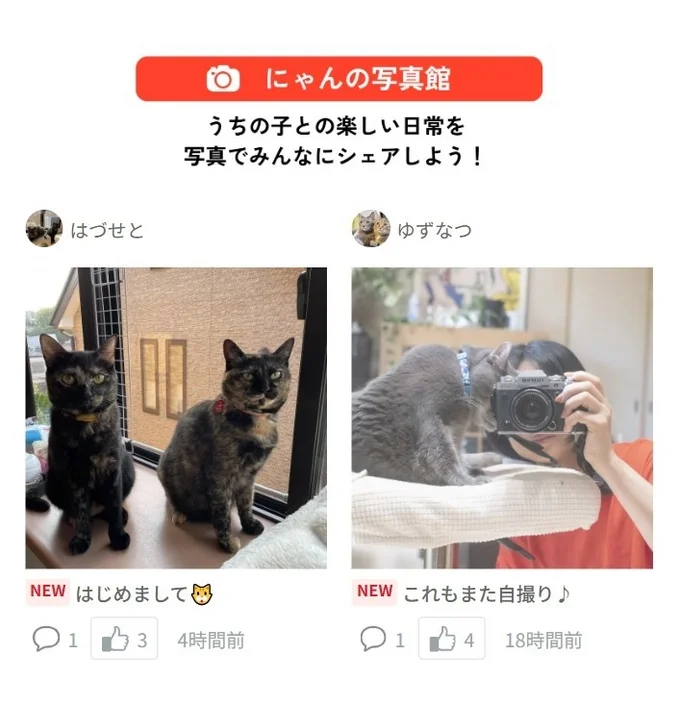 猫の写真を共有する「わんにゃん写真館」の画面例