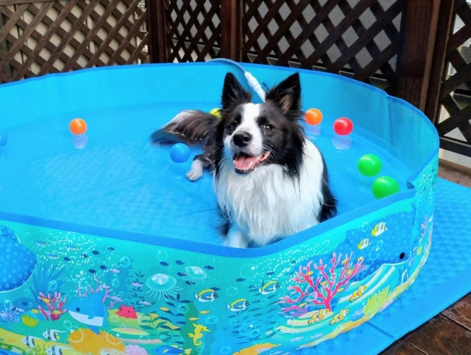 犬とプール