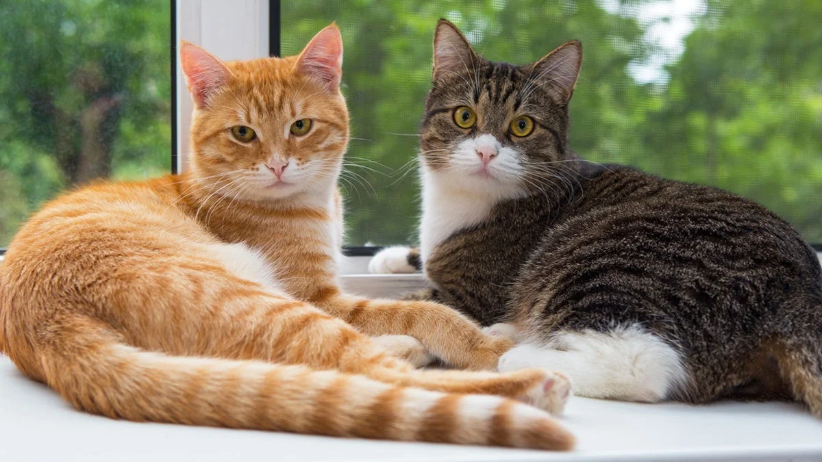 窓辺に並んで座る2匹の猫