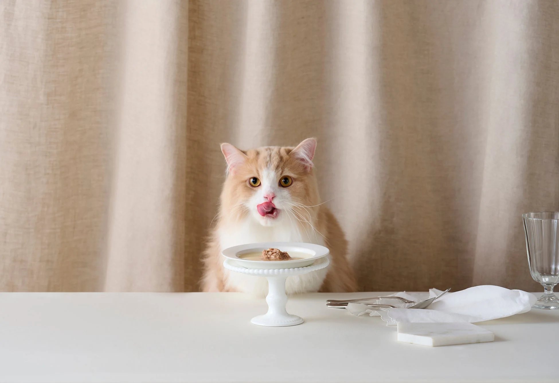 食事を期待する猫