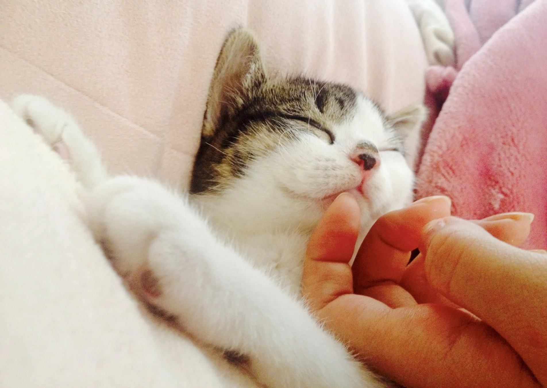眠る子猫を撫でる手