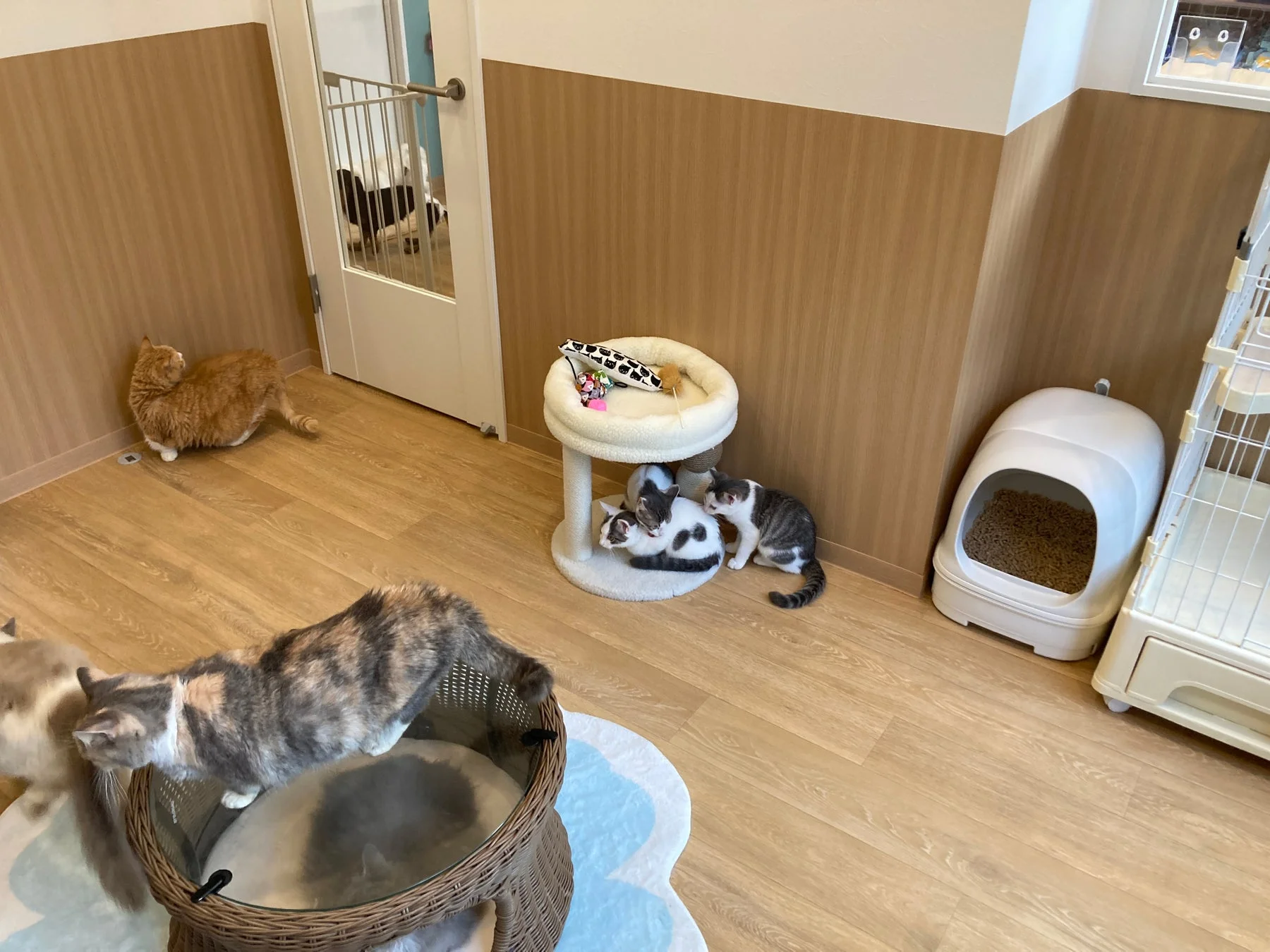 猫たちがくつろぐ猫専用の部屋