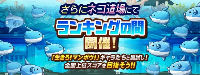 ネコ道場ランキングの間「おさかな天国」の告知