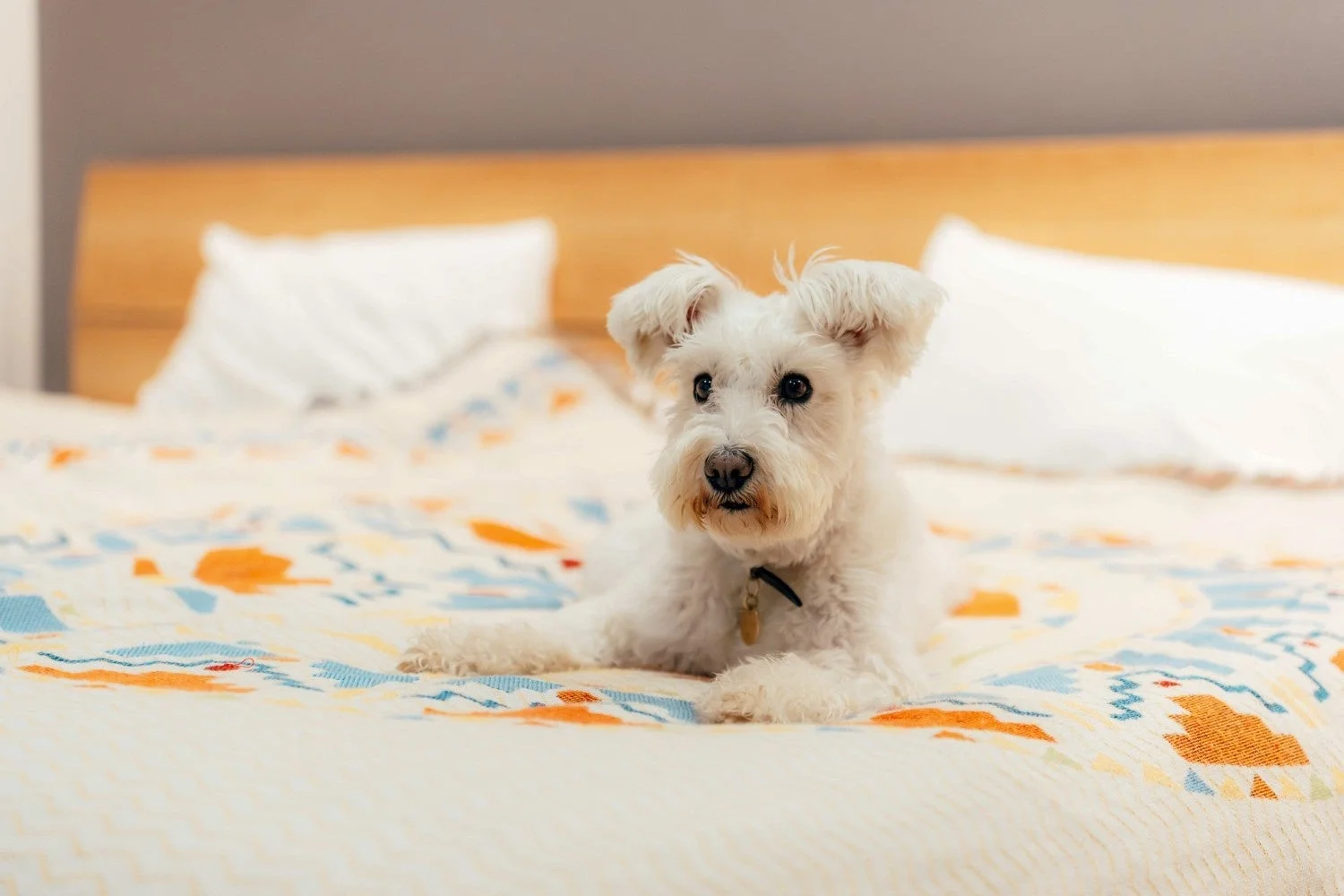 白い犬がベッドでくつろぐ
