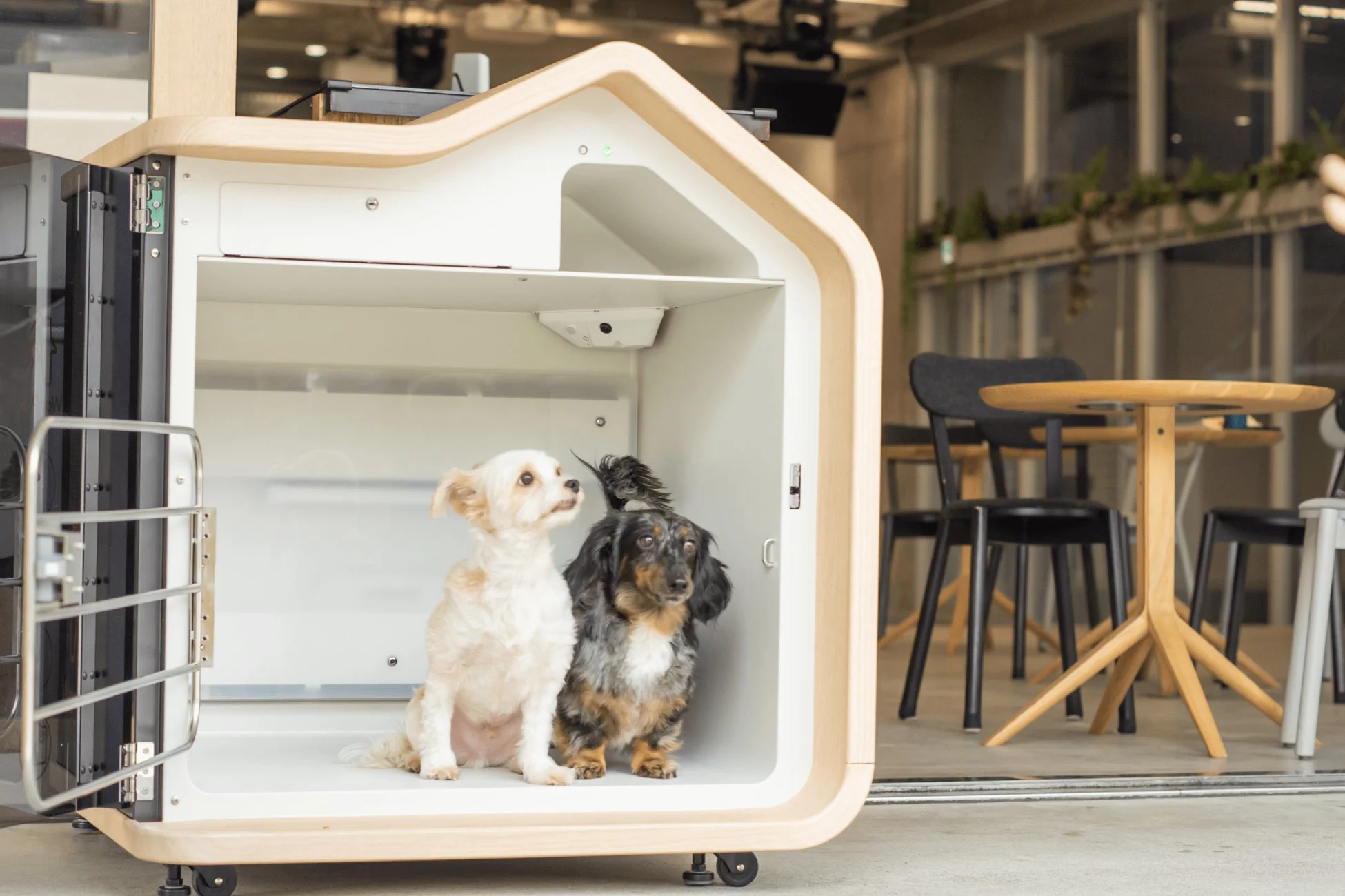 WanPod内部に犬2匹