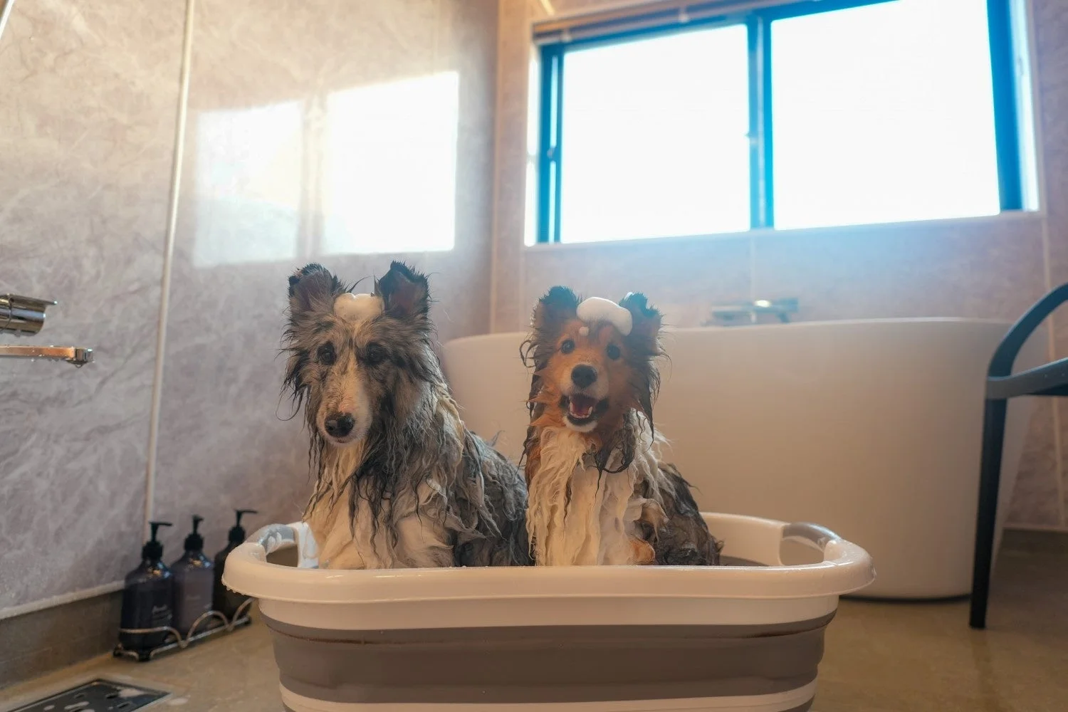 犬のシャンプー