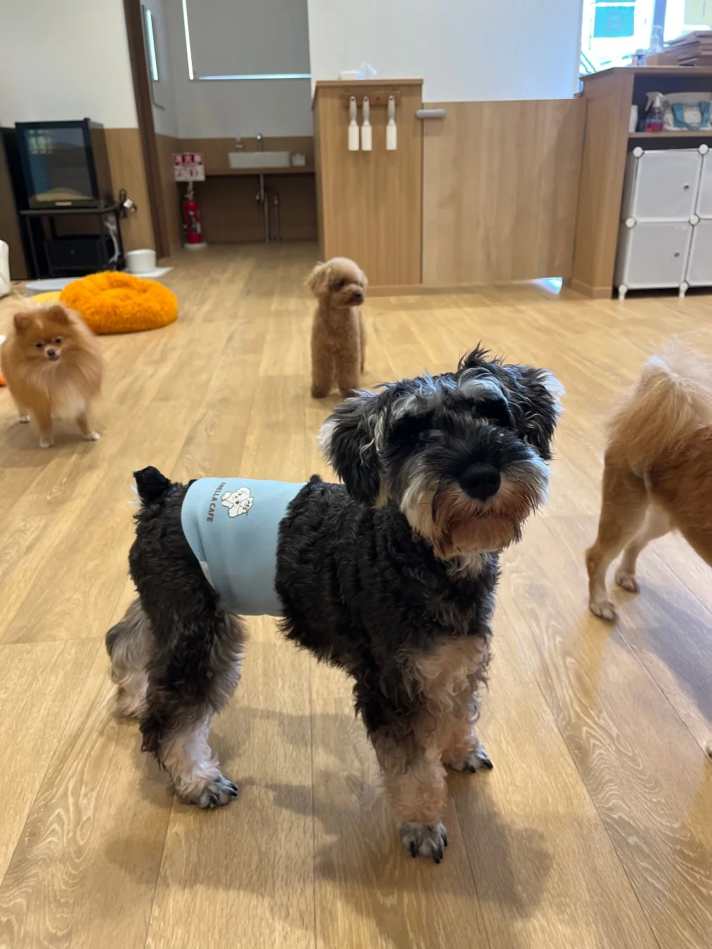 店舗の犬たち