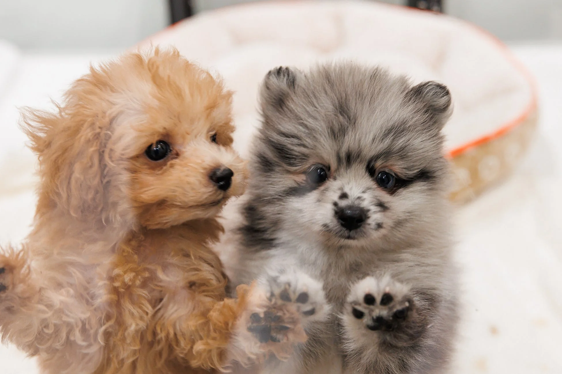 子犬