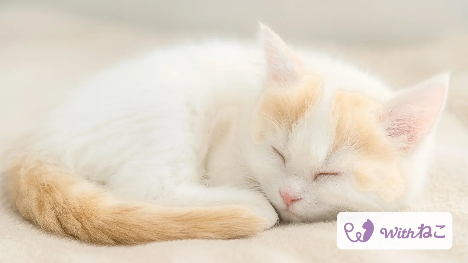 猫のAIヘルスケアアプリ「Withねこ」が大型アップデート！ペット保険の案内も開始し、猫の健康と「もしも」の備えをサポート