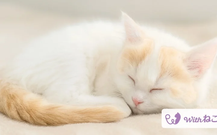 猫のAIヘルスケアアプリ「Withねこ」が大型アップデート！ペット保険の案内も開始し、猫の健康と「もしも」の備えをサポート