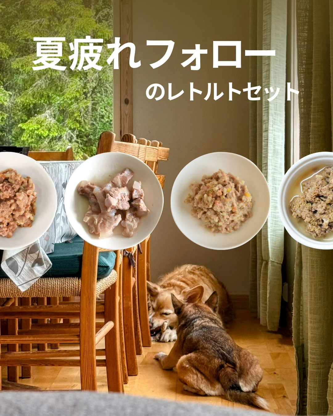 犬と夏疲れフォローのレトルトセット