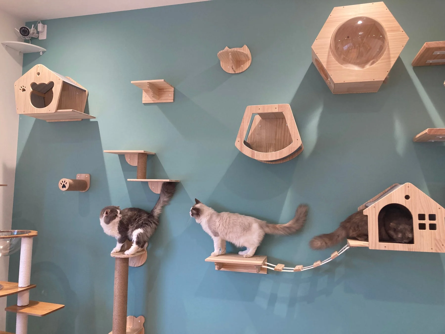 猫エリアのキャットウォーク