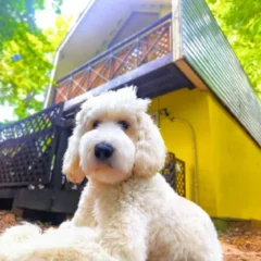Mimoza Retreat NASU、平日限定「愛犬リトリートプラン」発売 – 那須高原で愛犬が主役の特別な滞在を