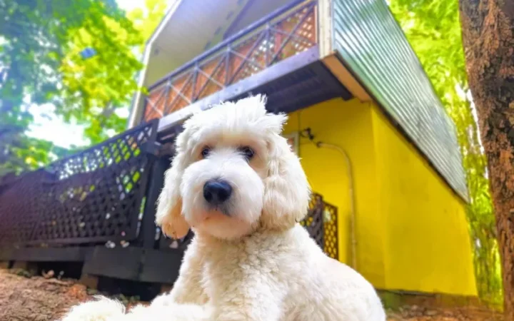 Mimoza Retreat NASU、平日限定「愛犬リトリートプラン」発売 – 那須高原で愛犬が主役の特別な滞在を