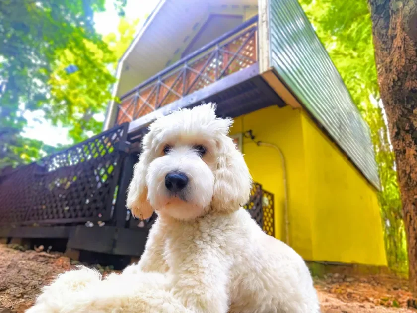 Mimoza Retreat NASU、平日限定「愛犬リトリートプラン」発売 – 那須高原で愛犬が主役の特別な滞在を