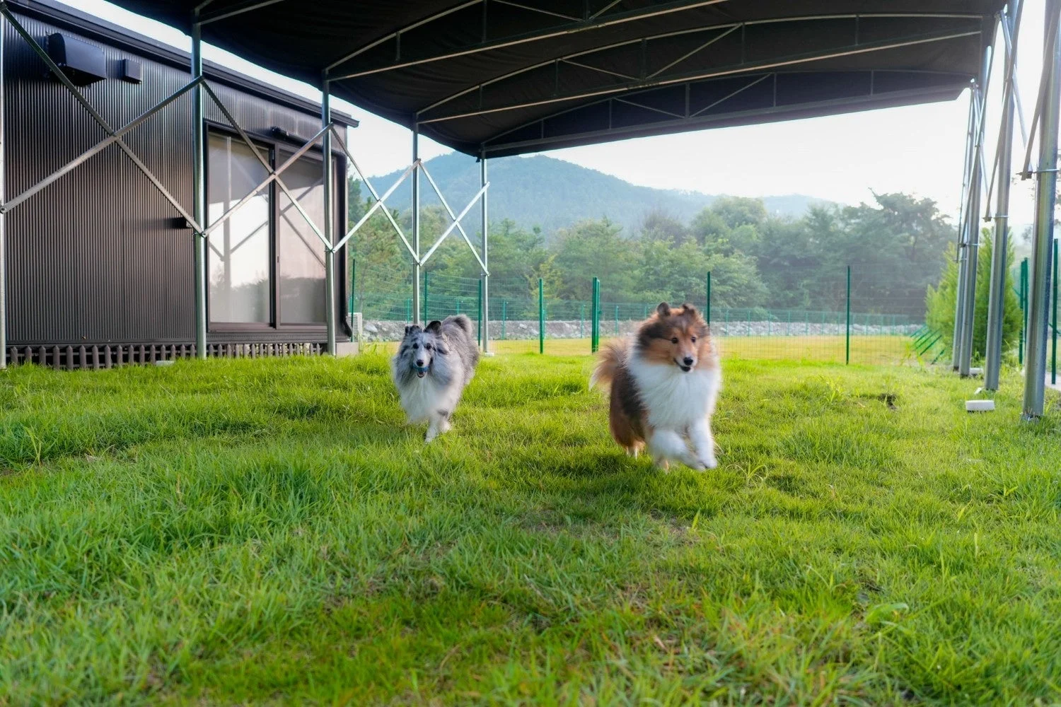 ドッグランを走る犬