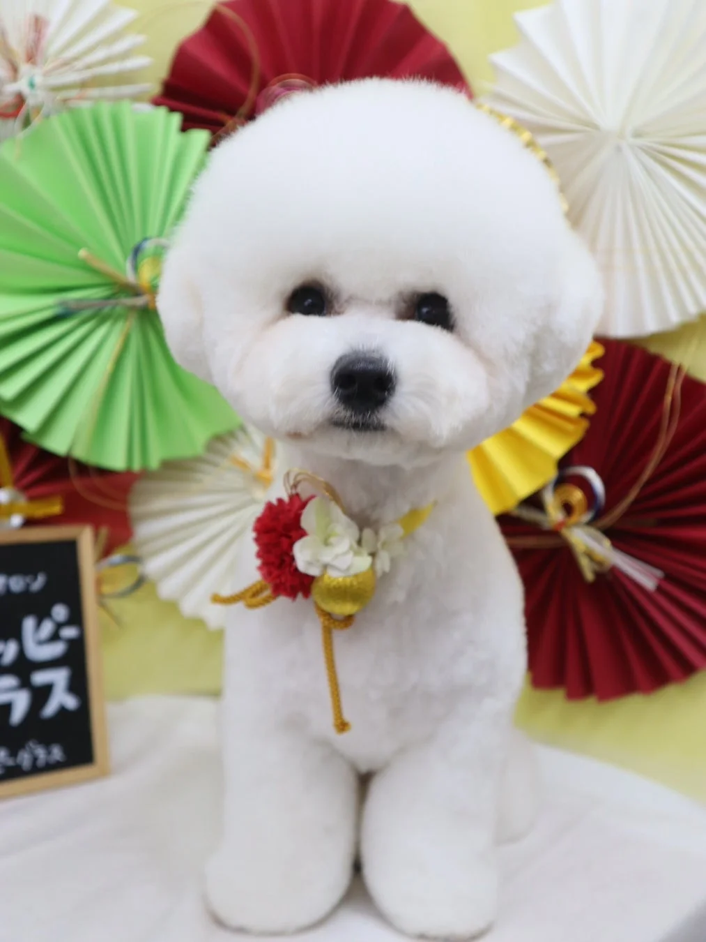 愛らしいビションフリーゼ