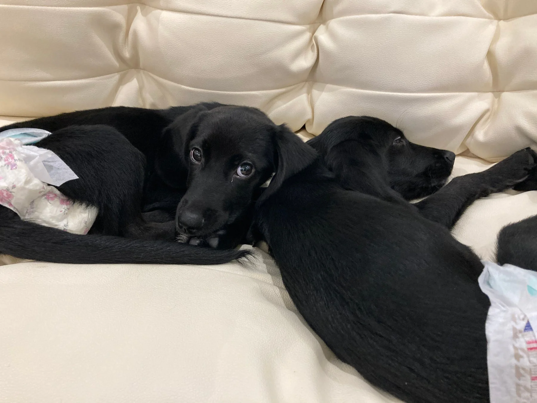 ソファに寄り添う子犬たち